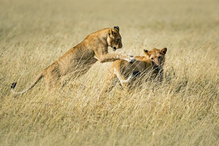 4-Day Serengeti, Ngorongoro & Tarangire Safari — Big Five Game Drives from Arusha photo 2