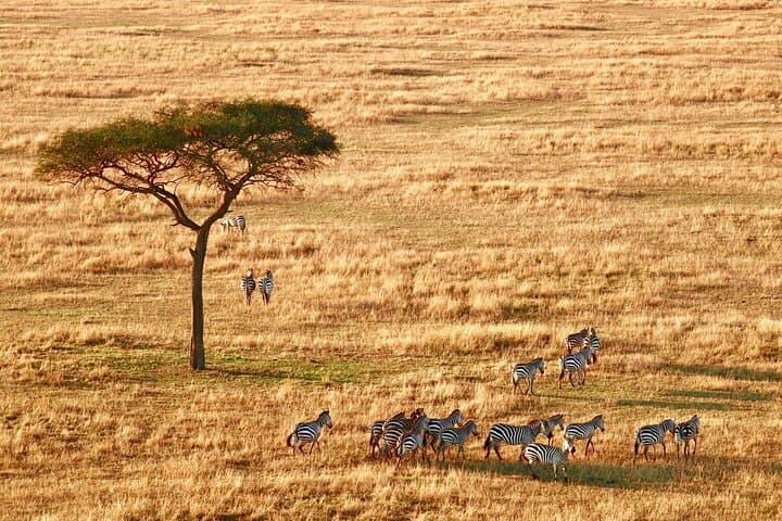4-Day Serengeti, Ngorongoro & Tarangire Safari — Big Five Game Drives from Arusha photo 6