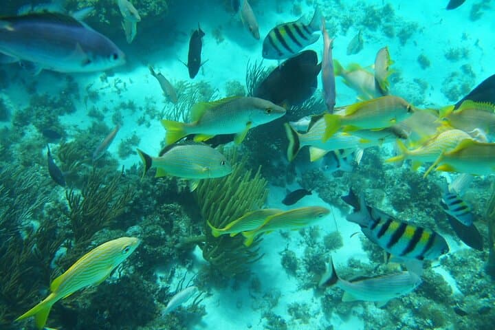 Private Stingray City Snorkel & Starfish Beach Full-Day Tour — Grand Cayman photo 4