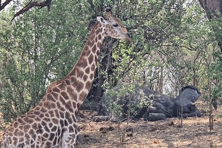 3-Day Moremi Safari: Okavango Delta Wildlife & Bushcamp Experience photo 2