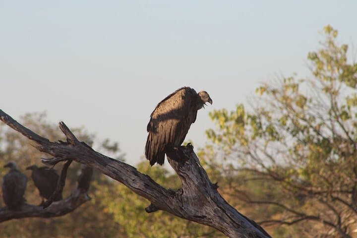 3-Day Moremi Safari: Okavango Delta Wildlife & Bushcamp Experience photo 3