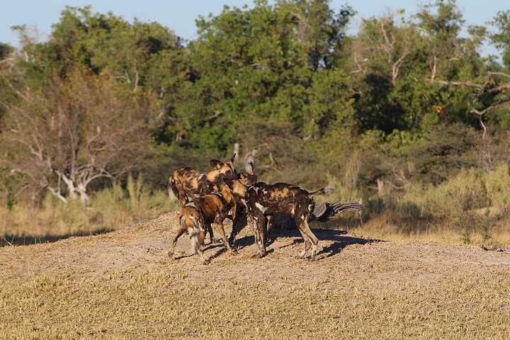 3-Day Moremi Safari: Okavango Delta Wildlife & Bushcamp Experience photo 4
