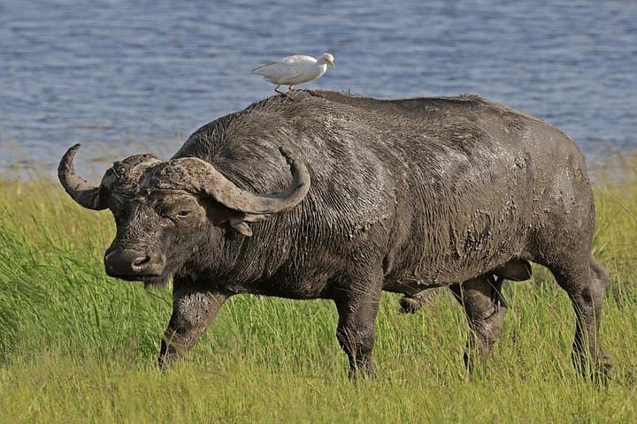 6-Day Private Safari: Tarangire, Serengeti & Ngorongoro Crater photo 2