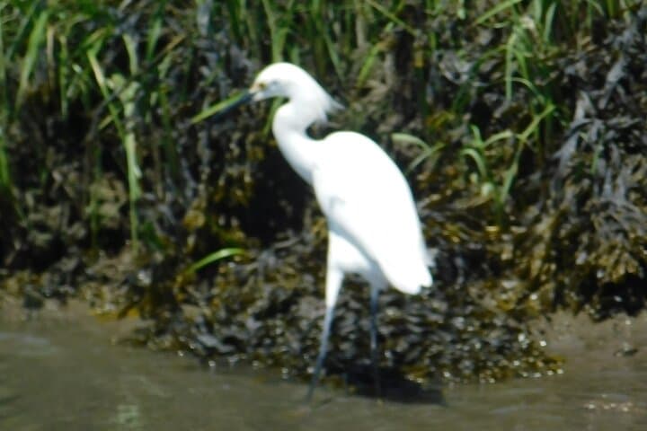 Sunset Safari on the Osprey: Cape May Salt Marsh Birding Cruise photo 6