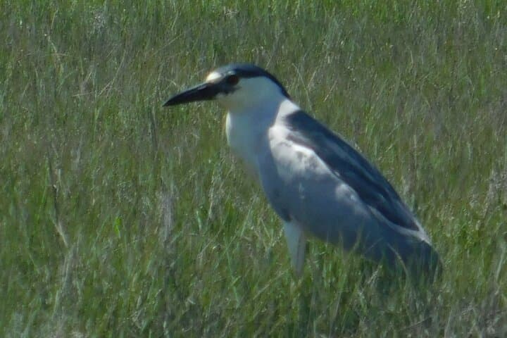 Sunset Safari on the Osprey: Cape May Salt Marsh Birding Cruise photo 3