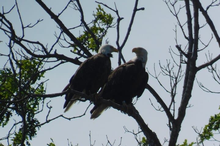 Sunset Safari on the Osprey: Cape May Salt Marsh Birding Cruise photo 4