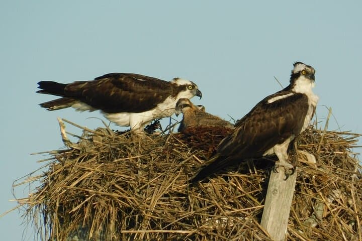 Sunset Safari on the Osprey: Cape May Salt Marsh Birding Cruise photo 5