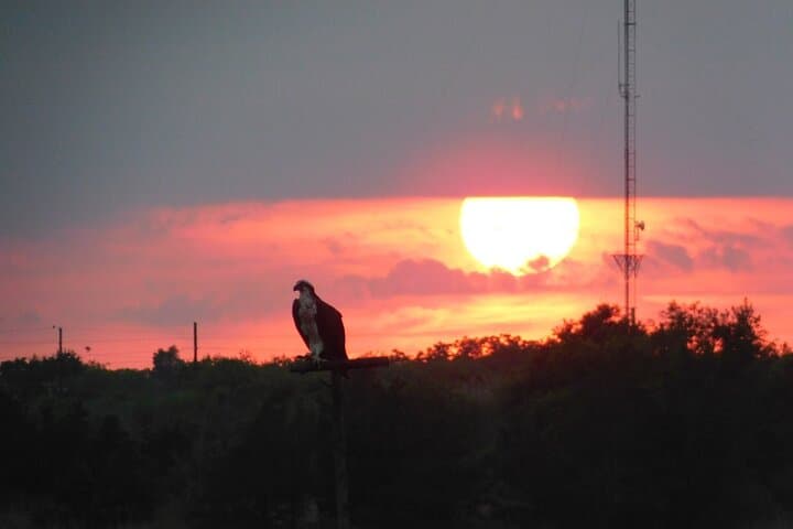 Sunset Safari on the Osprey: Cape May Salt Marsh Birding Cruise