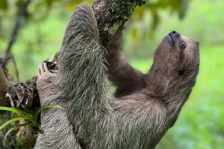 Rio Celeste Waterfall & Sloth Sanctuary — Private Tenorio National Park Day Tour photo 5
