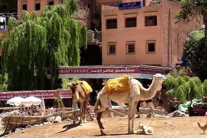 Ourika Valley Day Trip from Marrakech — Waterfalls, Berber Villages & Camel Rides photo 4