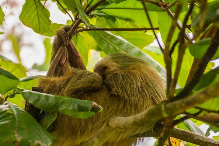 Arenal Sloth Observation Tour — Day and Night Wildlife Walk in La Fortuna photo 3