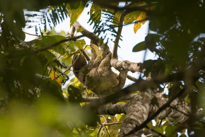 Arenal Sloth Observation Tour — Day and Night Wildlife Walk in La Fortuna