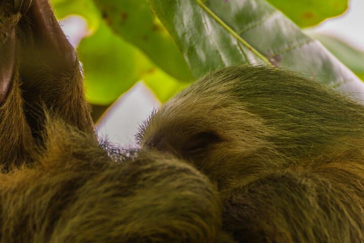 Arenal Sloth Observation Tour — Day and Night Wildlife Walk in La Fortuna photo 6