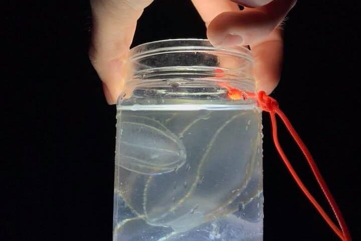 Comb Jelly Bioluminescence Kayak Tour on the Indian River Lagoon photo 3