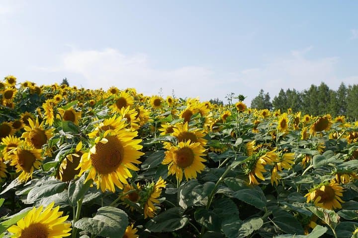 Private Furano & Biei Day Tour from Sapporo: Lavender Fields, Blue Pond & Local Farms photo 4