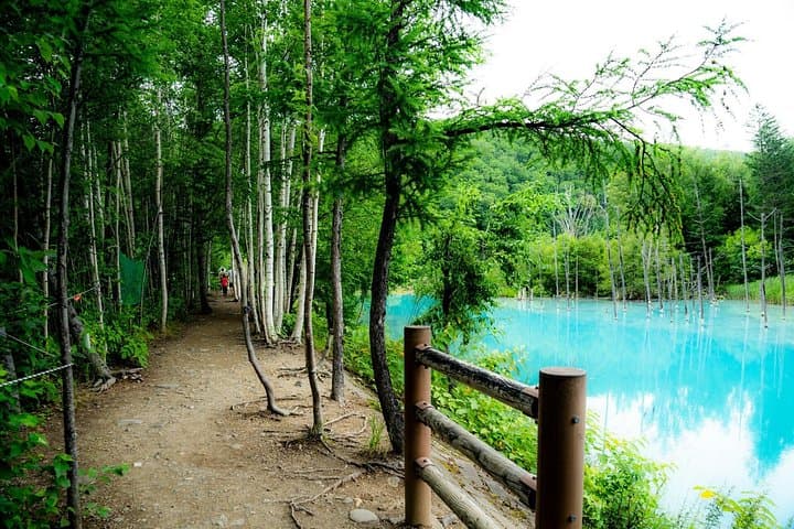 Private Furano & Biei Day Tour from Sapporo: Lavender Fields, Blue Pond & Local Farms photo 3