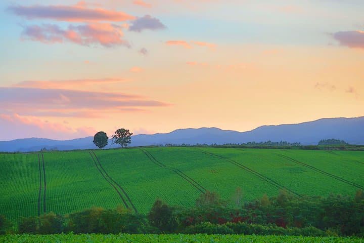 Private Furano & Biei Day Tour from Sapporo: Lavender Fields, Blue Pond & Local Farms photo 2