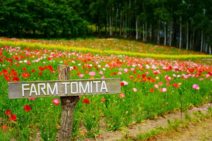 Private Furano & Biei Day Tour from Sapporo: Lavender Fields, Blue Pond & Local Farms photo 1