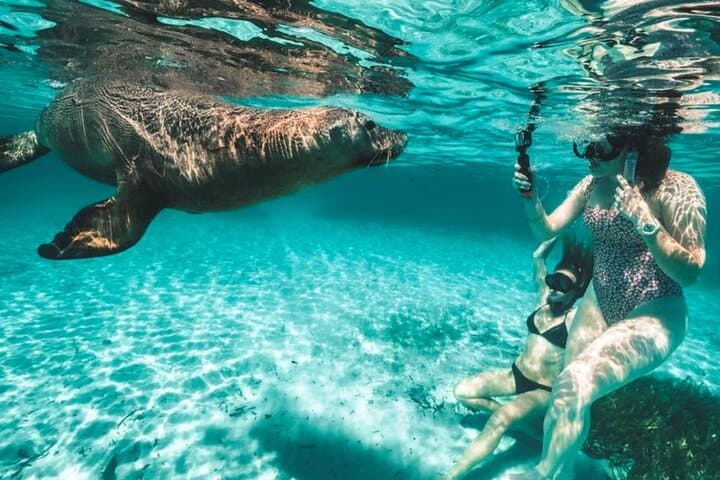 3 Island Wildlife Snorkel — Shoalwater Islands Sea Lion & Dolphin Cruise from Rockingham