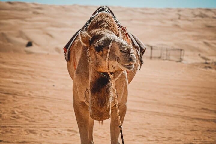 2-Day Wahiba Sands Desert Camping Tour from Muscat — Wadi Shab, Bedouin Camp & Camel Ride photo 4