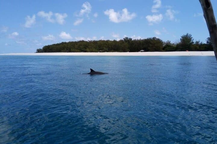 Mnemba Atoll Snorkel: Swim with Dolphins & Sea Turtles from Zanzibar photo 1