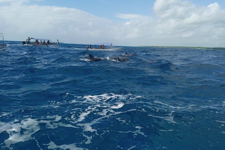 Mnemba Atoll Snorkel: Swim with Dolphins & Sea Turtles from Zanzibar photo 3