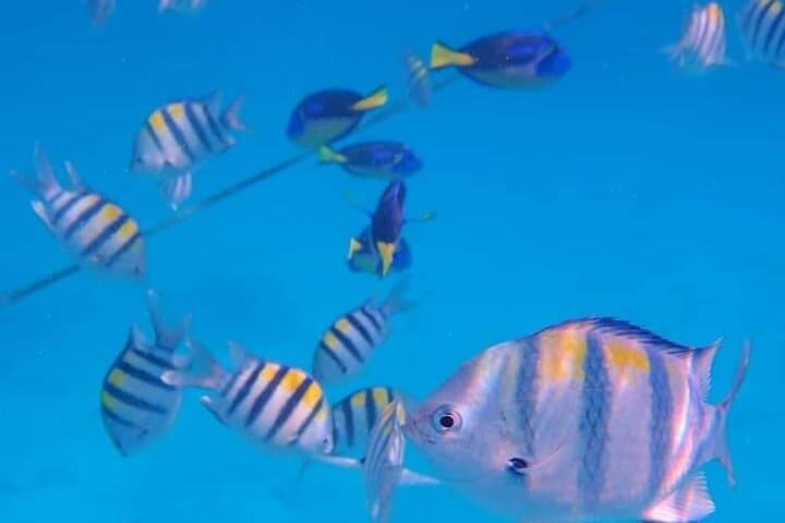 Mnemba Atoll Snorkel: Swim with Dolphins & Sea Turtles from Zanzibar photo 4