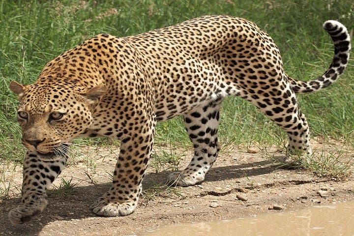 6-Day Private Safari: Tarangire, Serengeti & Ngorongoro Crater photo 4