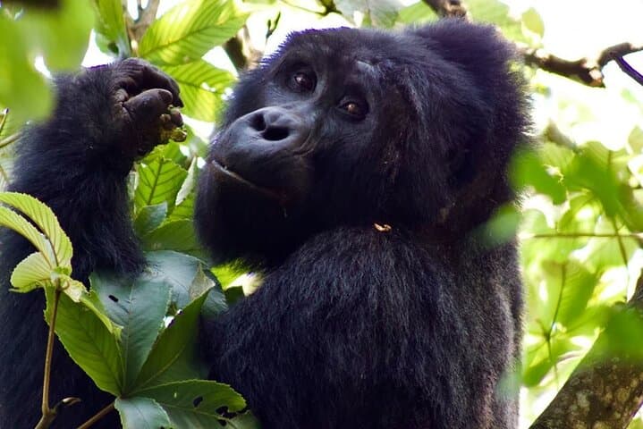 Gorilla Trekking and Community Safari at Lake Bunyonyi, Uganda photo 4