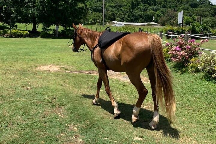 Montego Bay Triple-Threat: Zipline, Horseback-Into-Sea & ATV Adventure photo 4