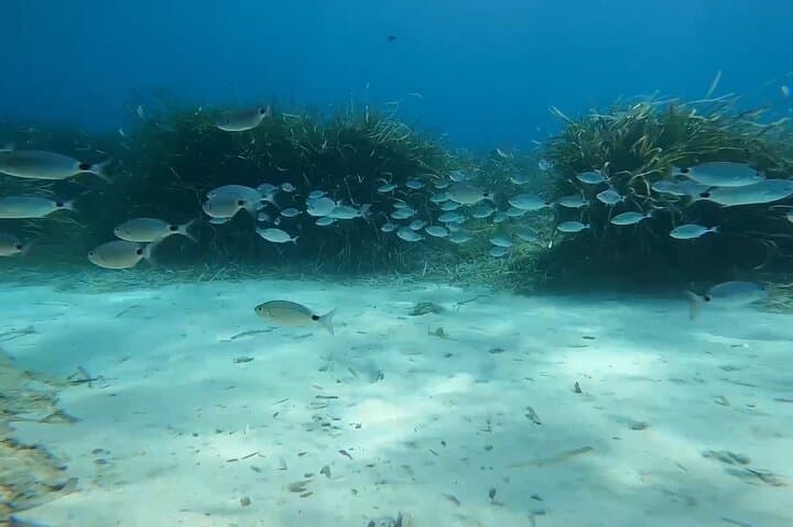 Snorkeling Cap Dramont & Île d'Or — 90-Min Boat Trip from Saint-Raphaël photo 4