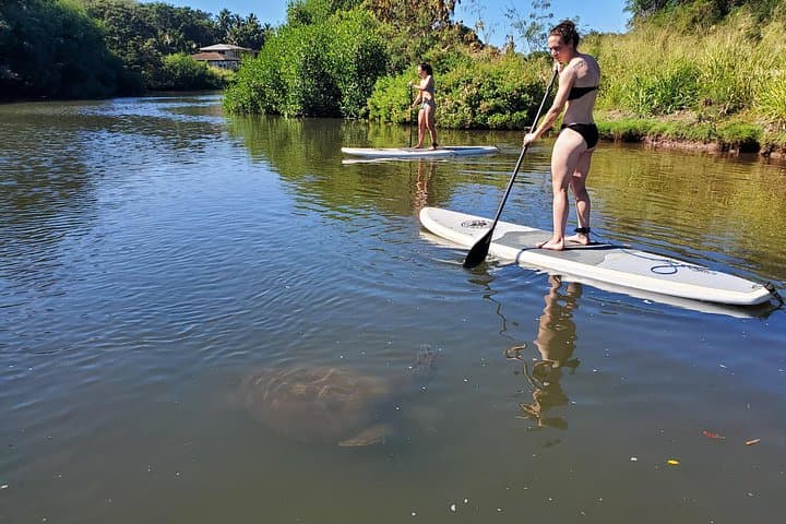 Stand-Up Paddle the Anahulu: Guided Turtle Tour on Oahu’s North Shore photo 5