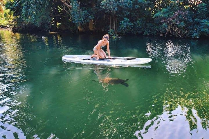 Stand-Up Paddle the Anahulu: Guided Turtle Tour on Oahu’s North Shore photo 2