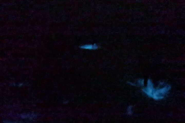Night Lights of Holbox: Bioluminescence Tour to Punta Cocos photo 6