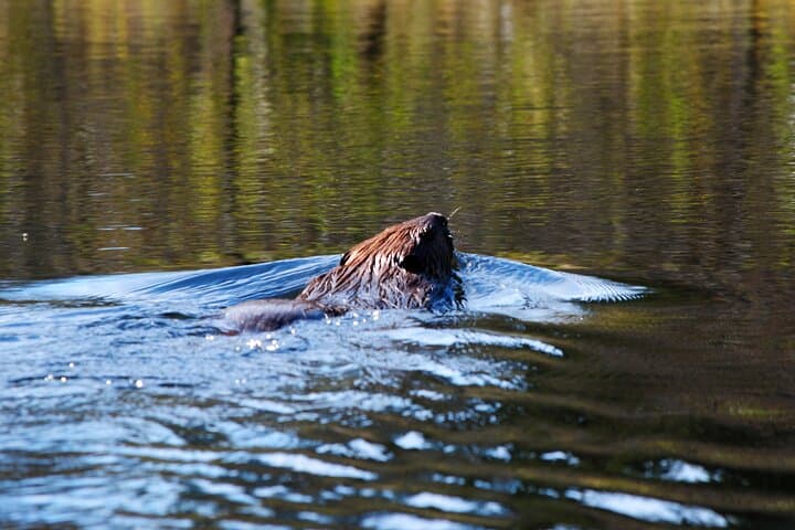 Algonquin Park 4-Day Deluxe Canoe & Backcountry Camping Adventure photo 4