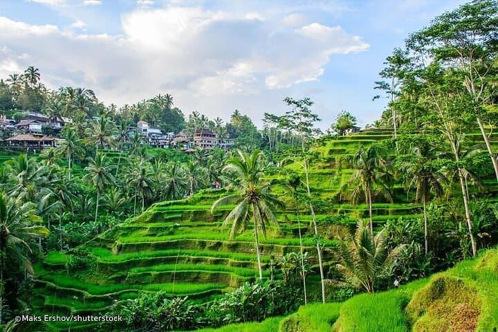 Ubud Day Tour: Sumampan Waterfall, Monkey Forest, Tegalalang Rice Terraces & Jungle Swing photo 6