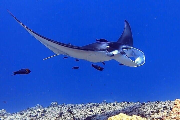 Manta Ray Night Snorkel Kona: An Unforgettable Underwater Encounter photo 6