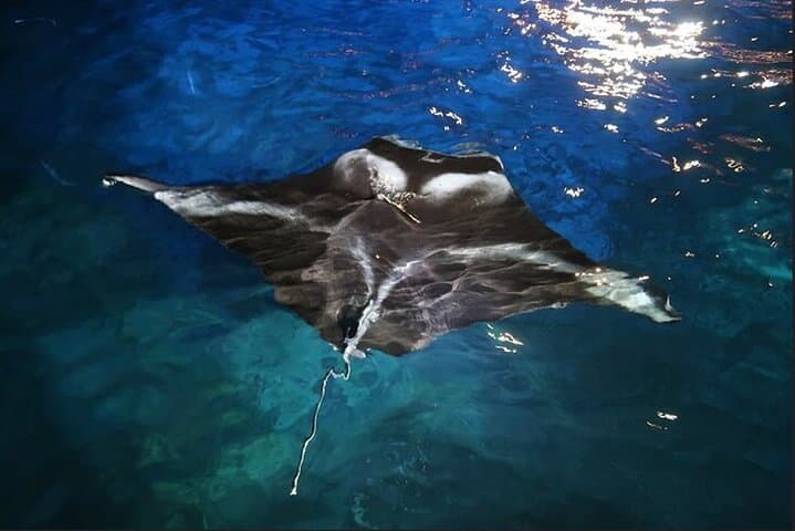 Manta Ray Night Snorkel Kona: An Unforgettable Underwater Encounter photo 3