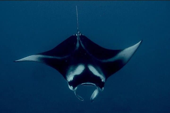 Manta Ray Night Snorkel Kona: An Unforgettable Underwater Encounter photo 5