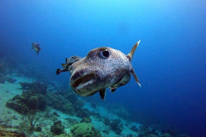 Try Scuba in Curaçao: PADI Discover Scuba Dive at the Dive Bus Reef photo 4