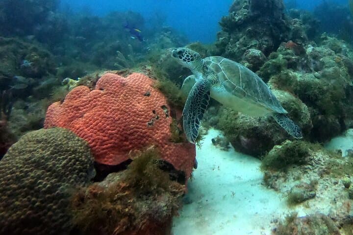 Try Scuba in Curaçao: PADI Discover Scuba Dive at the Dive Bus Reef photo 5
