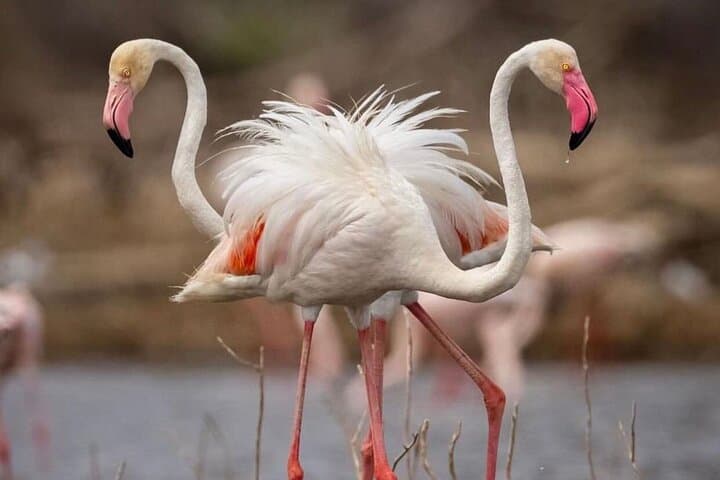 9-Day Bush and Beach Safari: Private Maasai Mara to Kenya Coast Experience photo 1