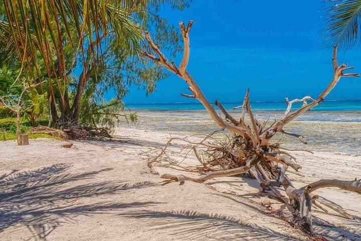9-Day Bush and Beach Safari: Private Maasai Mara to Kenya Coast Experience photo 3