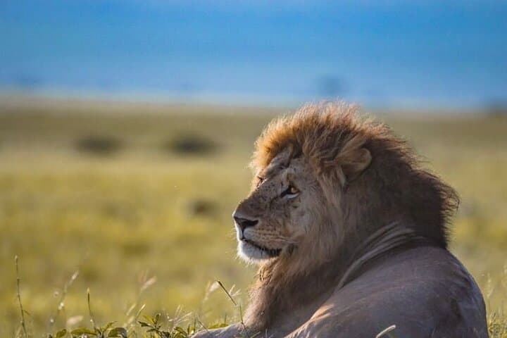 9-Day Bush and Beach Safari: Private Maasai Mara to Kenya Coast Experience photo 4