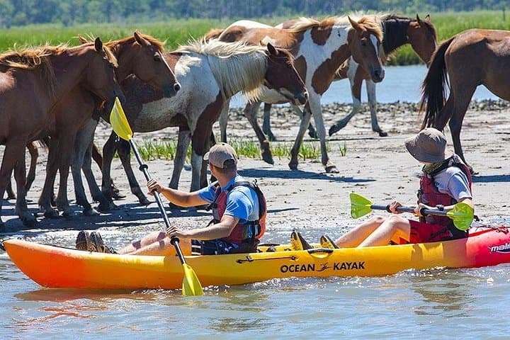Paddle with Wild Ponies: Kayak Tour Along Assateague & Chincoteague Islands