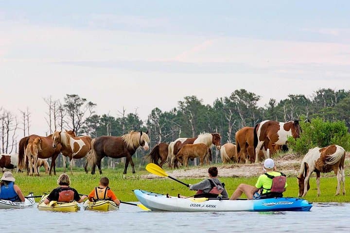 Paddle with Wild Ponies: Kayak Tour Along Assateague & Chincoteague Islands photo 2