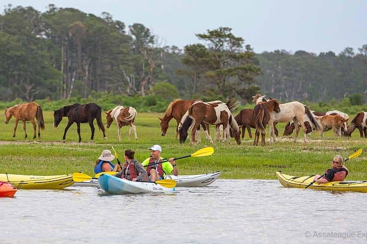 Paddle with Wild Ponies: Kayak Tour Along Assateague & Chincoteague Islands photo 3