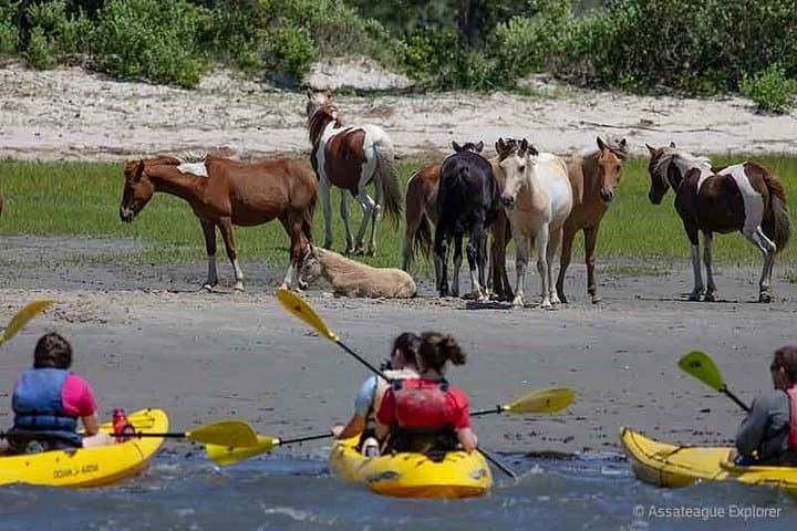 Paddle with Wild Ponies: Kayak Tour Along Assateague & Chincoteague Islands photo 5