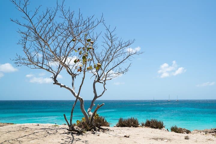 Private Eco-Friendly Snorkel Tour in Aruba — Two Shore-Based Stops with Turtle Viewing photo 5