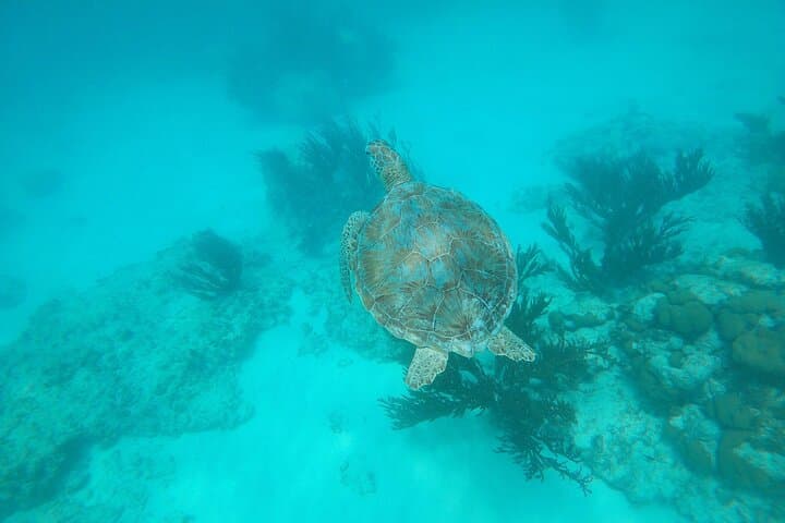 Private Eco-Friendly Snorkel Tour in Aruba — Two Shore-Based Stops with Turtle Viewing